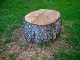 Best Emergency Tree Removal  in Wingdale, NY