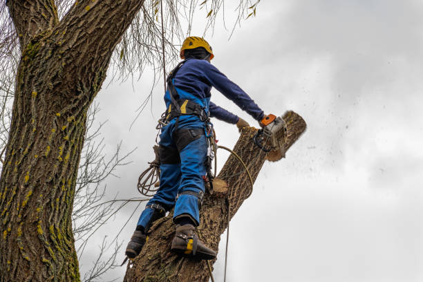 Best Hedge Trimming  in Wingdale, NY
